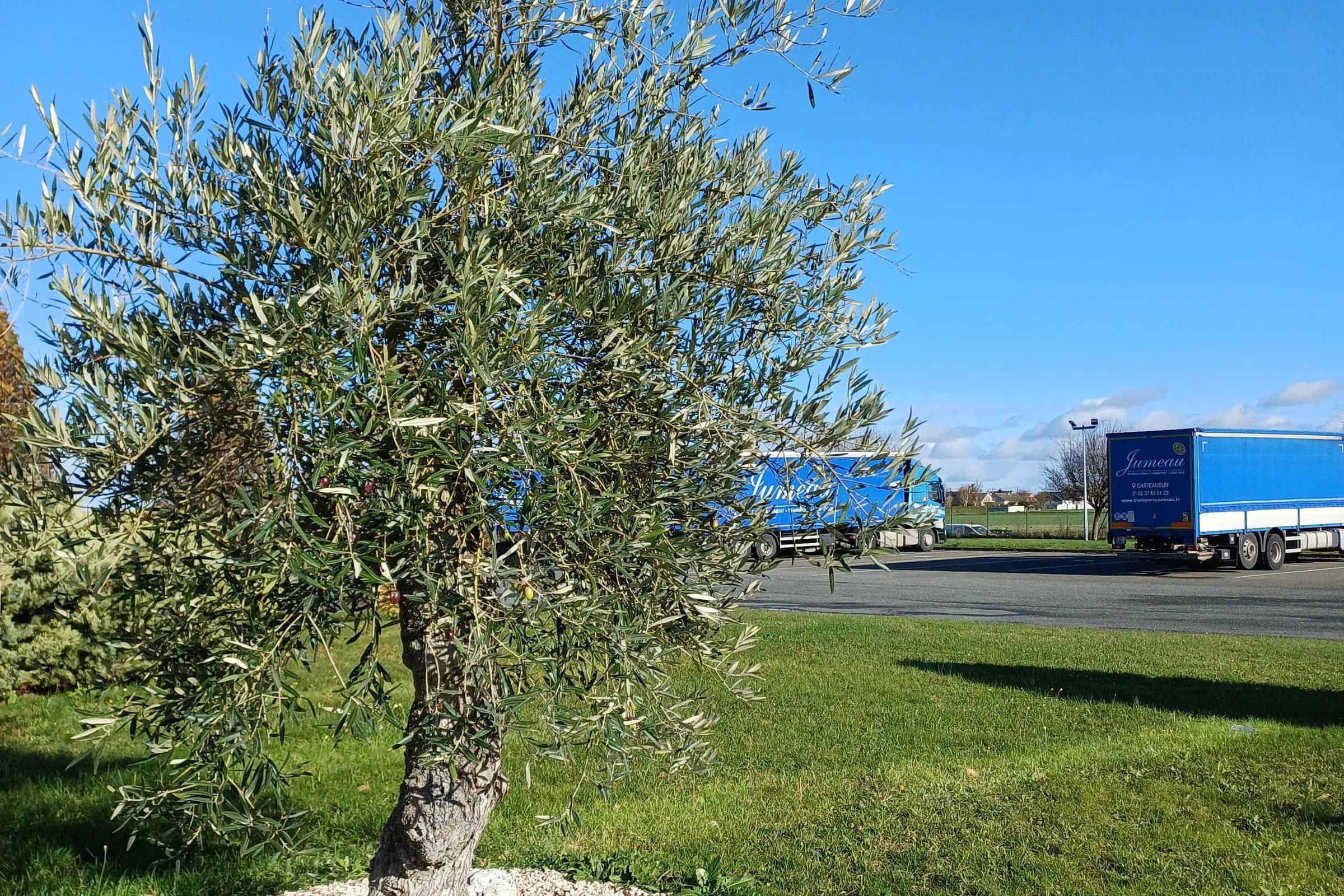 L’arbre du centenaire, un olivier planté sur une pelouse, devant des camions de Jumeau garés sur un parking