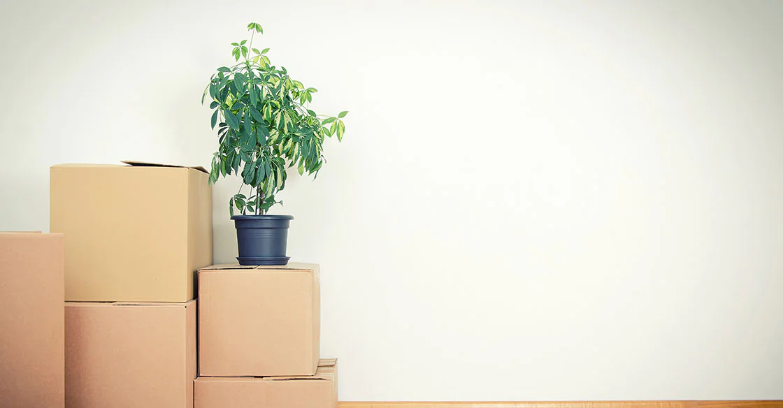 demenager ses plantes