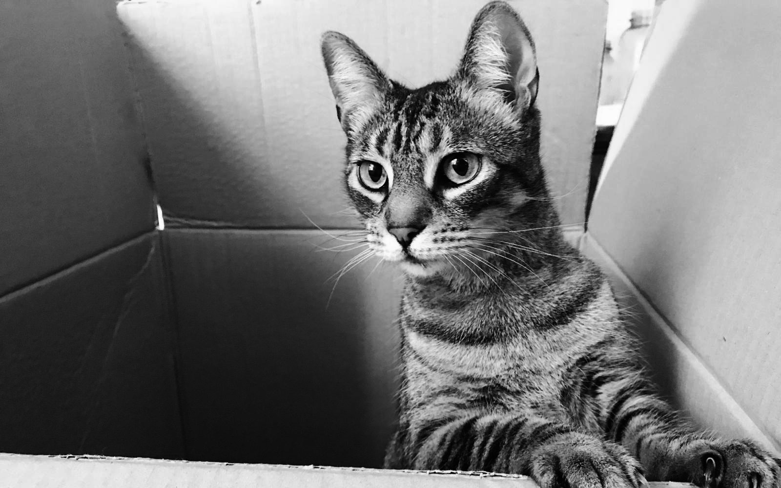 Demenager un chat (1600x1200)